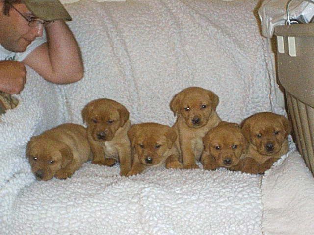 Six Red Puppies