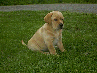 Dark to Moderately DarK Yellow Puppy