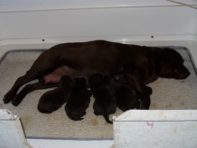 Essie and her first litter