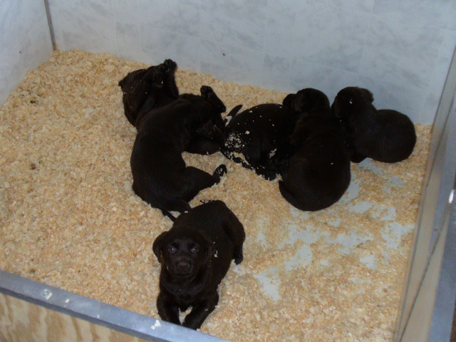 Chocolate Puppies