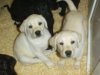 Light Cream Puppies