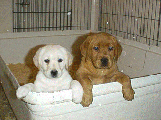 Red Puppy with Light Cream Puppy